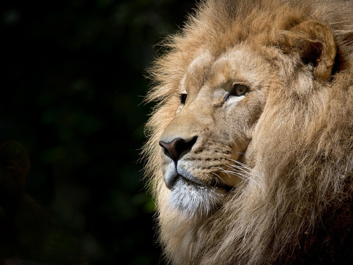 Schenken Sie Ihrem inneren Löwen die Freiheit!