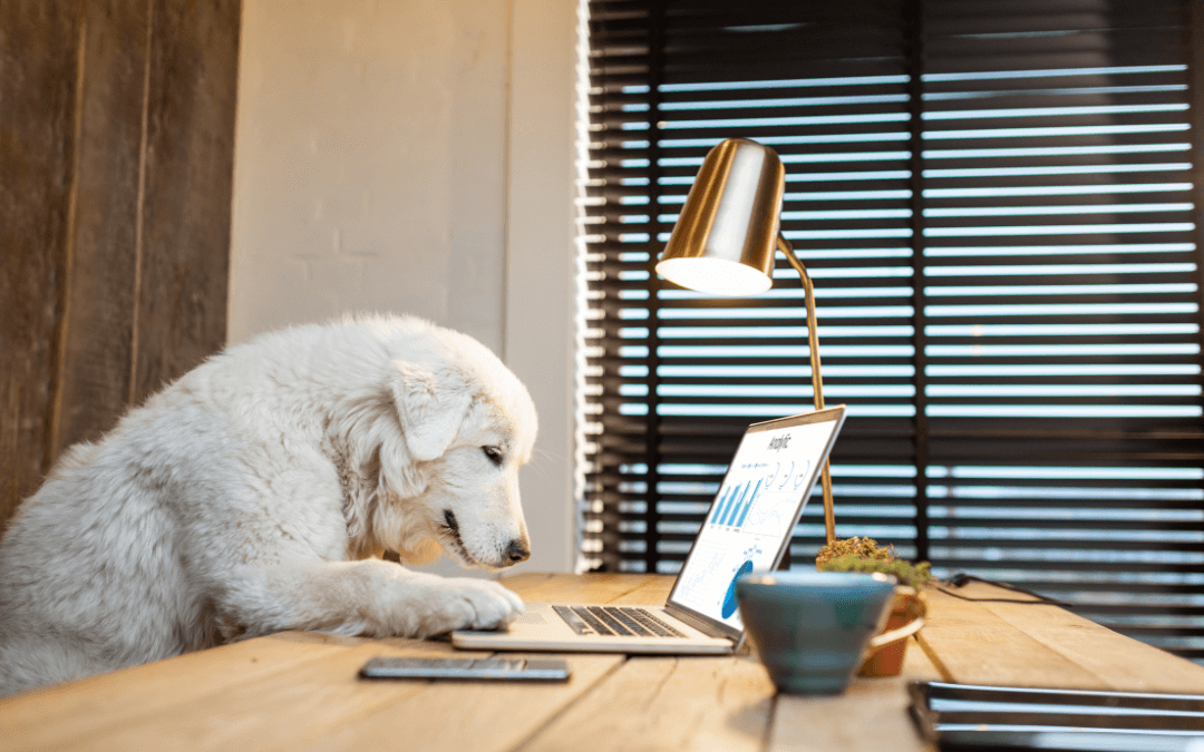 Der Bürohund als Mitarbeiter